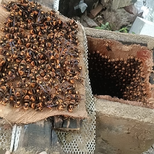 冬后黄脚蜂王80发11只