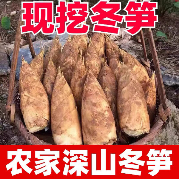 冬笋新鲜现挖现发黄泥笋高山自然生长冬笋两头尖竹笋现货