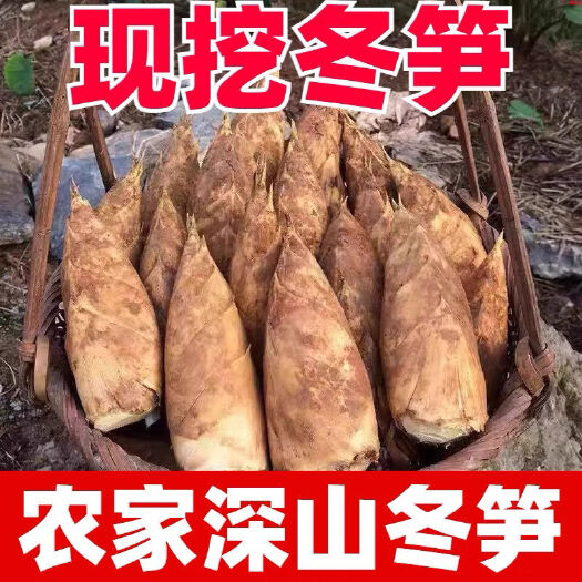 冬笋新鲜现挖现发黄泥笋高山自然生长冬笋两头尖竹笋现货