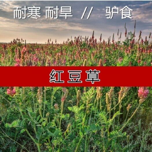 苏州红豆草种子 驴食豆青饲牧草 林田果园绿肥固氮景观花卉蜜源植物