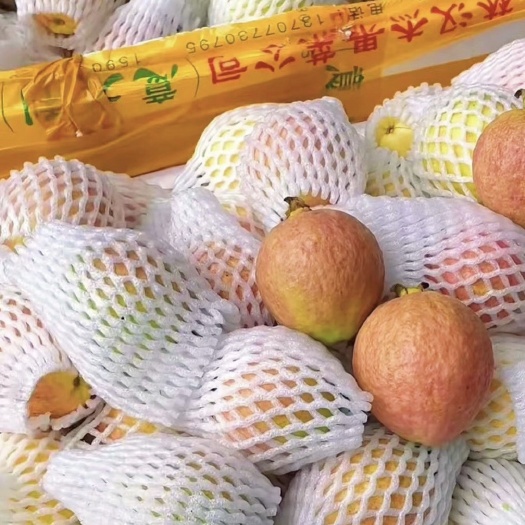 广州增城胭脂红四季红番石榴芭乐现摘现发