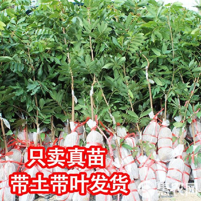 龙眼苗石硖储良四季龙眼南方种植嫁接苗桂圆苗地栽庭院种植带土