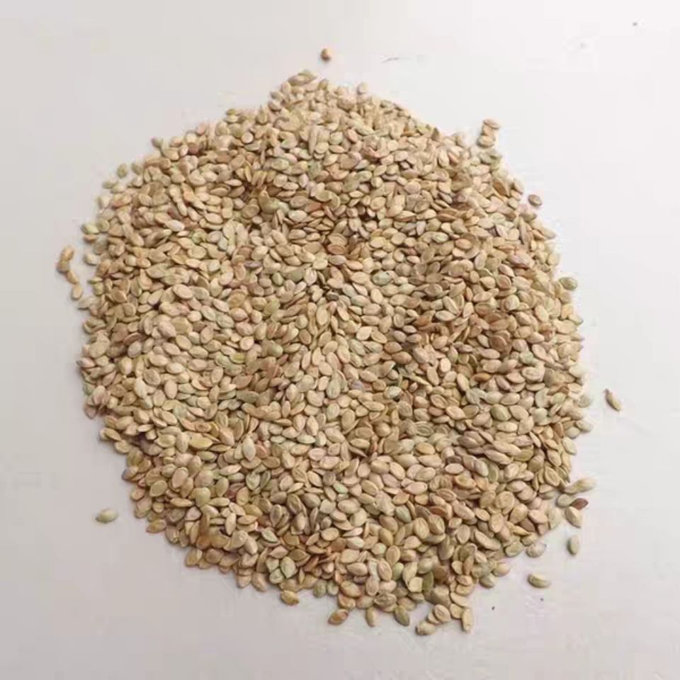 百喜草种子道路护坡水土保持牧草草籽公路堤坝绿化种子