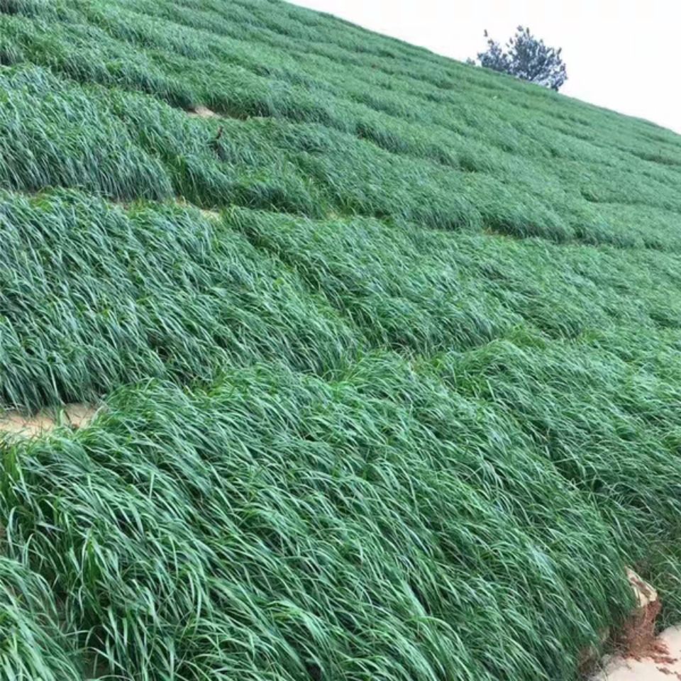 百喜草种子道路护坡水土保持牧草草籽公路堤坝绿化种子