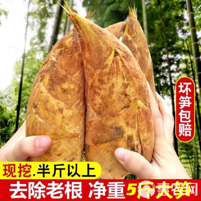 冬笋新鲜现挖现发黄泥笋高山自然生长冬笋两头尖竹笋现货