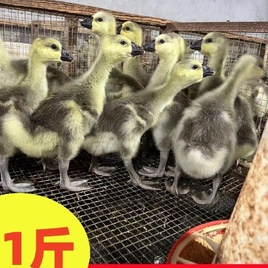汕头一斤脱温狮头鹅特大种汕头纯种狮头鹅正狮头鹅纯种狮子头鹅