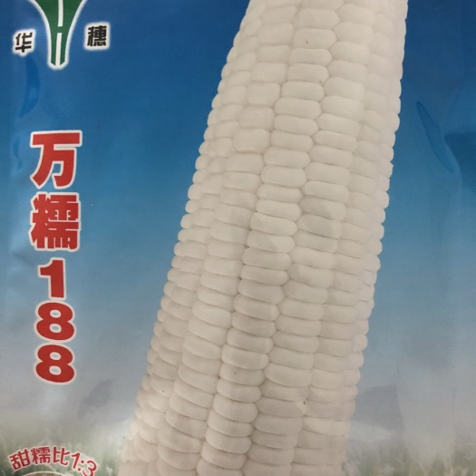 平远县河北华穗万糯188  甜加糯玉米种子甜糯比例1:3