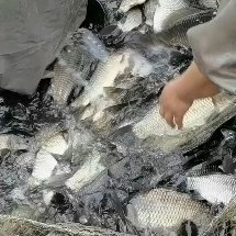 重庆市销售全国。各种鱼苗成品鱼。中科三号，麻鲫鱼