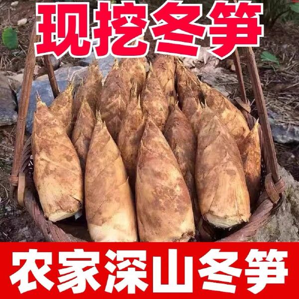 冬笋新鲜现挖现发黄泥笋高山自然生长冬笋两头尖竹笋现货