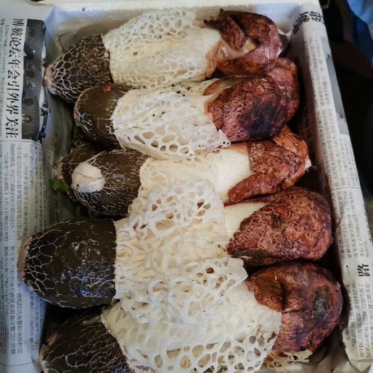 景洪市新鲜竹荪