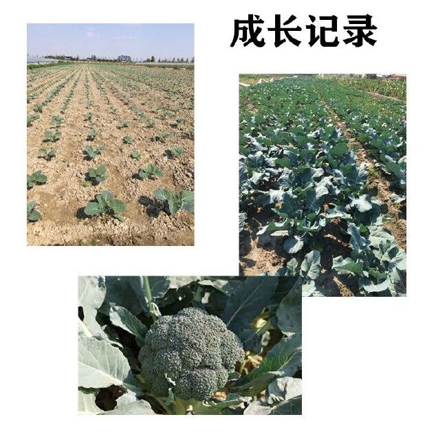 湖北西兰花优质西蓝花泡沫箱加冰袋装加冰散冰冰瓶翡翠西兰花