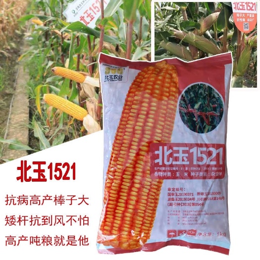 广州北玉1521玉米种子 云南 老牌子包谷种子 国审大棒杂交