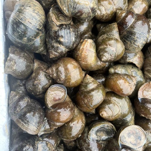 洪湖市精品田螺