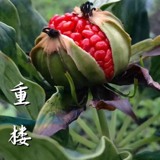 七米山山货橄榄黄精重楼回春草石斛石橄榄草果文山兜桑黄灵芝等