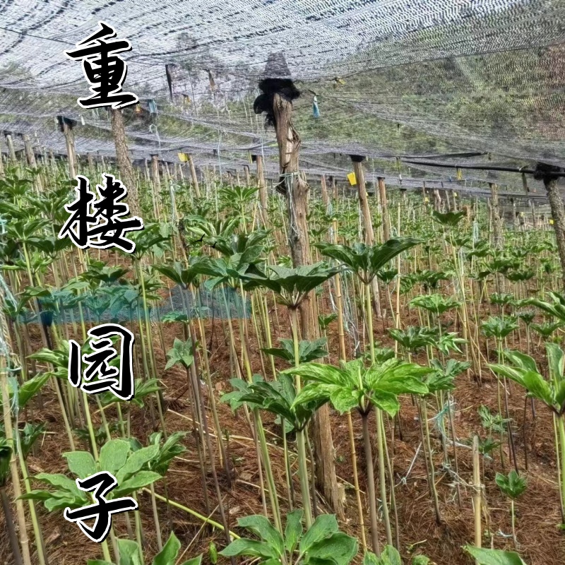 七米山山货橄榄黄精重楼回春草石斛石橄榄草果文山兜桑黄灵芝等