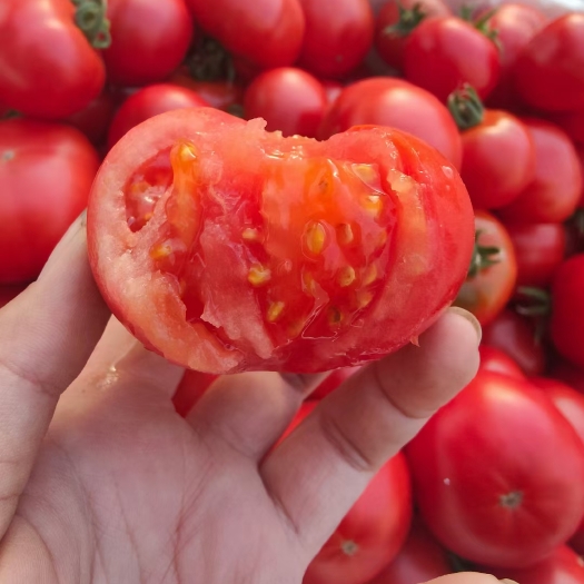 南京铁柿子  熊峰授粉水果番茄水果黄瓜，上市拉