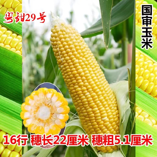 宿迁黄甜水果玉米种子粤甜29号大棒型可生吃纯黄甜水果玉米种子