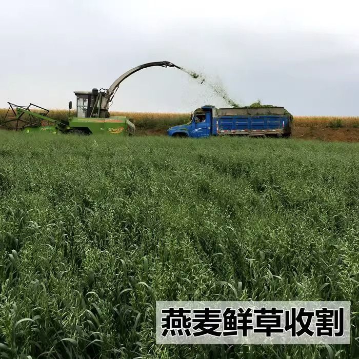 燕麦种子，饲用养殖牧草耐寒种籽高产鱼饲料草籽绿肥牛羊猪草种籽