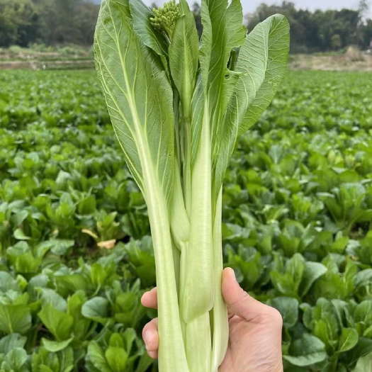 连州市连州菜心