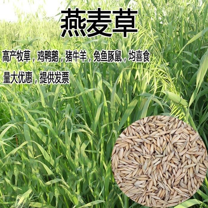 燕麦种子，饲用养殖牧草耐寒种籽高产鱼饲料草籽绿肥牛羊猪草种籽