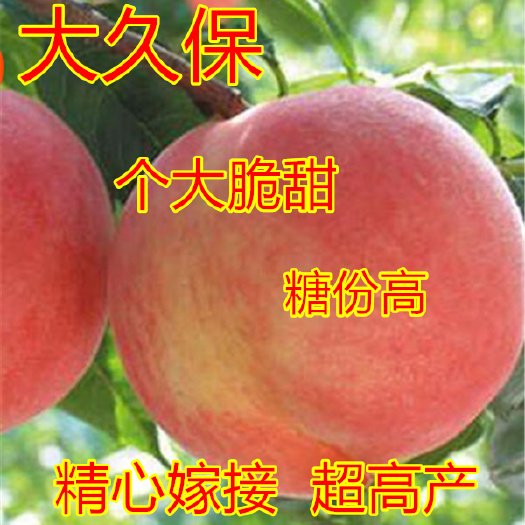 平邑县大久宝红桃晚熟桃子特大新品种桃苗南北方盆栽种植果树苗