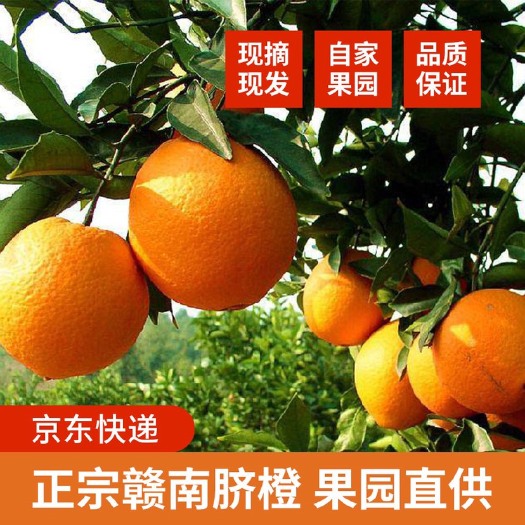宁都县赣南脐橙江西新鲜橙子自家果园一件代发电商对接网红直播
