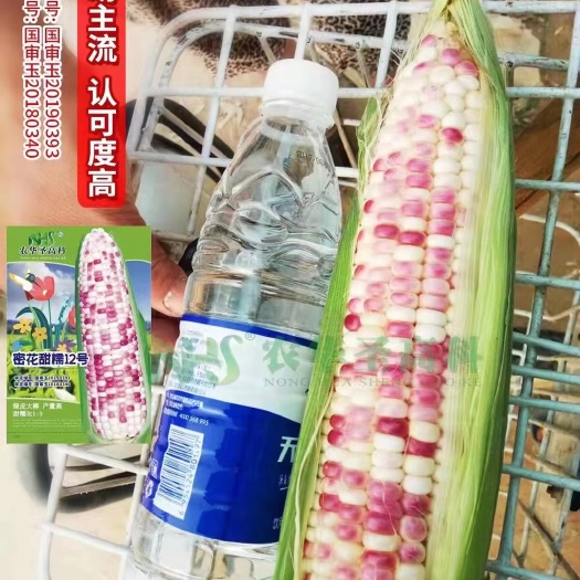 宜城市农华圣高科蜜花甜糯12号玉米种子 绿皮棒色泽红润 现货直发