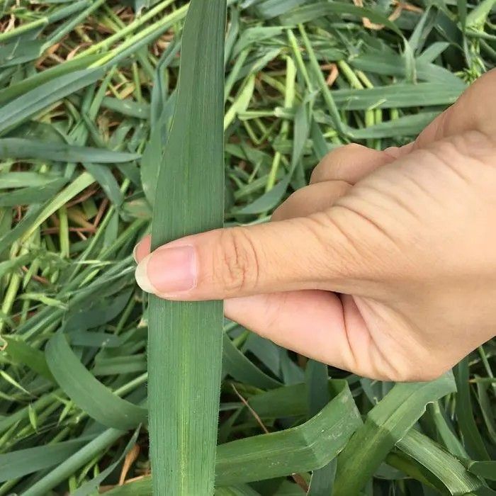 燕麦种子，饲用养殖牧草耐寒种籽高产鱼饲料草籽绿肥牛羊猪草种籽