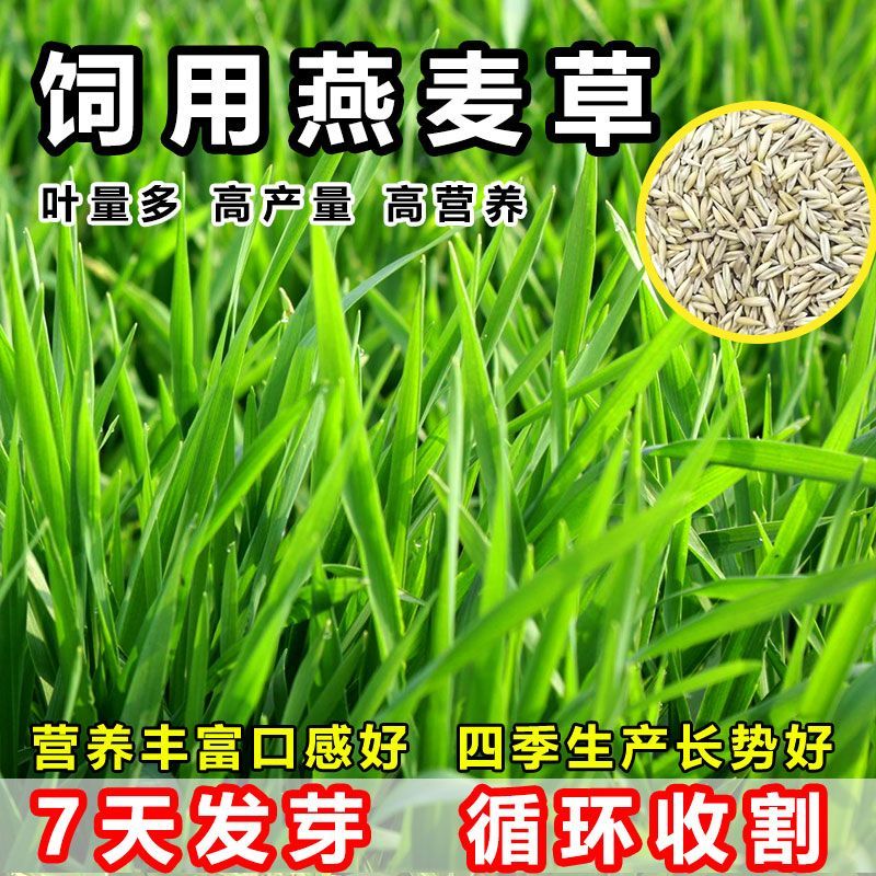 燕麦种子，饲用养殖牧草耐寒种籽高产鱼饲料草籽绿肥牛羊猪草种籽