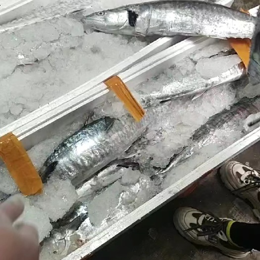 琼海市新鲜马鲛鱼片