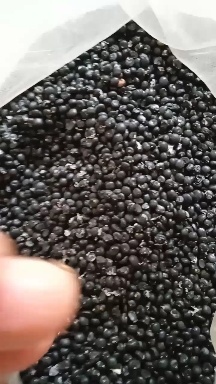 芦笋子颗粒饱满抗病性强丰产稳产适宜四季种植