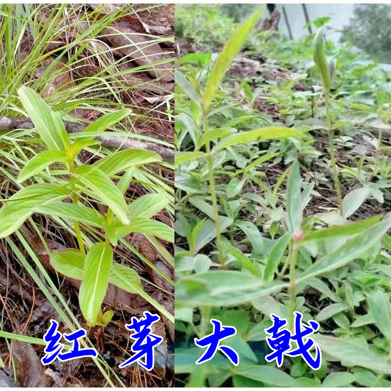 七米山山货橄榄黄精重楼回春草石斛石橄榄草果文山兜桑黄灵芝等