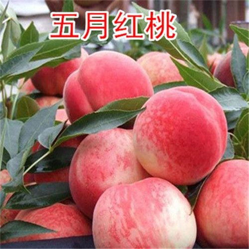 五月红桃树苗早熟红桃晚熟桃子特大新品种桃苗南北方盆栽种植果树