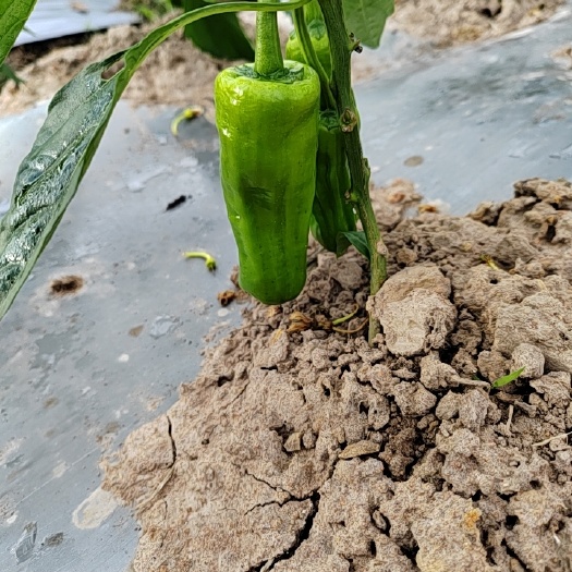 临高县自己基地欢迎到基地看货