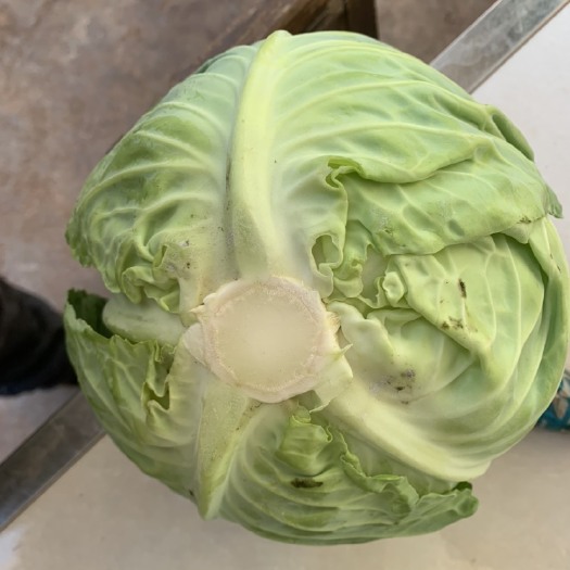 通海县精品甘蓝支持各种车型