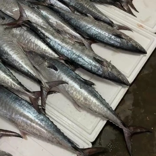 琼海市新鲜马鲛鱼