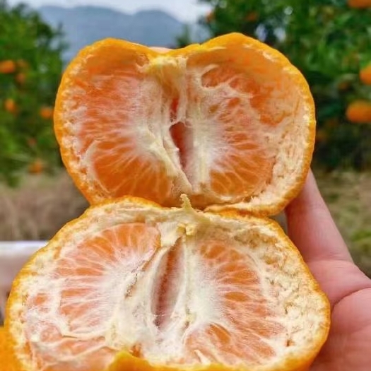 湖北宜昌椪柑 柑橘大量精品好货 货源充足现摘现发 保质保量