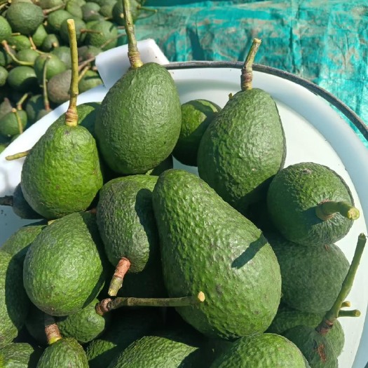 思茅1.1日采摘孟连哈斯牛油果一口价