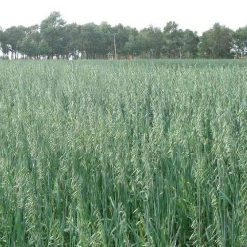燕麦种子，饲用养殖牧草耐寒种籽高产鱼饲料草籽绿肥牛羊猪草种籽