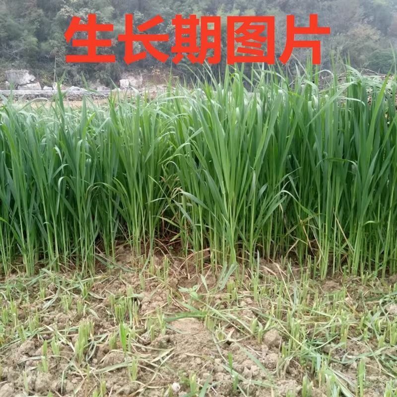 燕麦种子，饲用养殖牧草耐寒种籽高产鱼饲料草籽绿肥牛羊猪草种籽