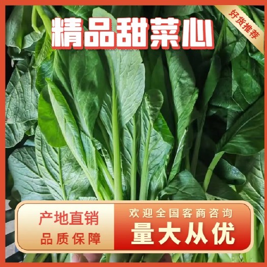 精品甜菜心，上海青菜苔，大量有货，产地直销！