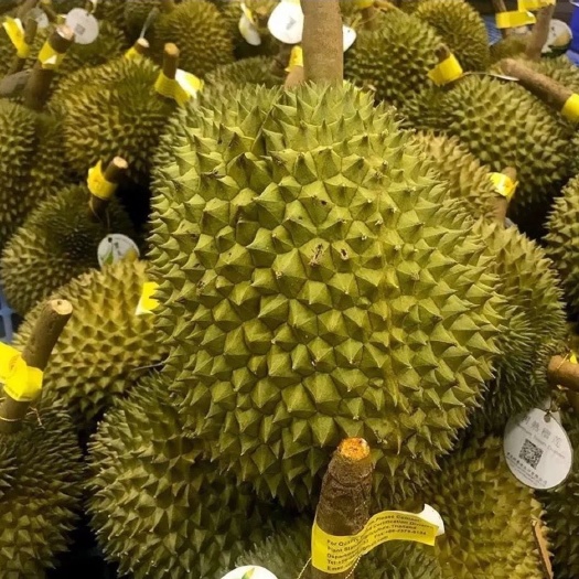 广州现货干尧榴莲金枕头榴莲