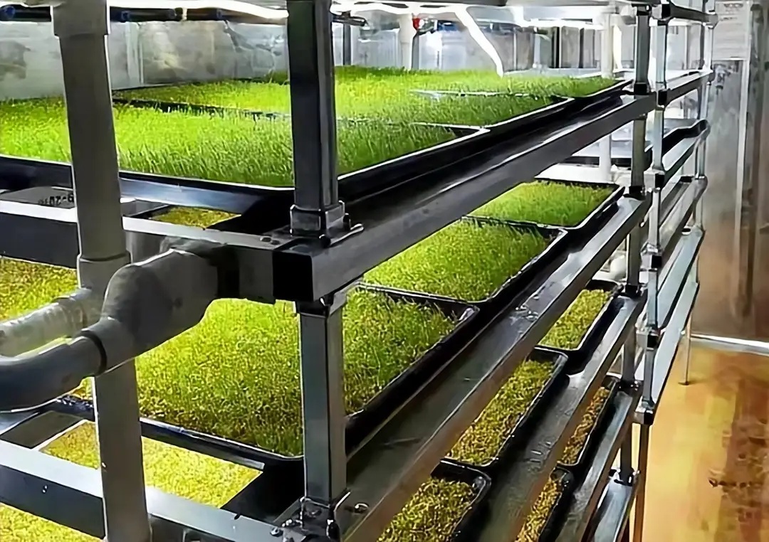 大麦草智能培育仓