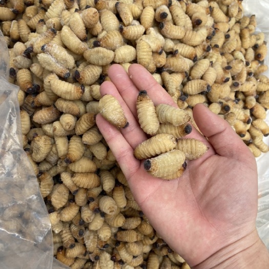 广州现发）个头大，大竹虫，竹笋虫，椰子虫，熟冻品，解冻不黑