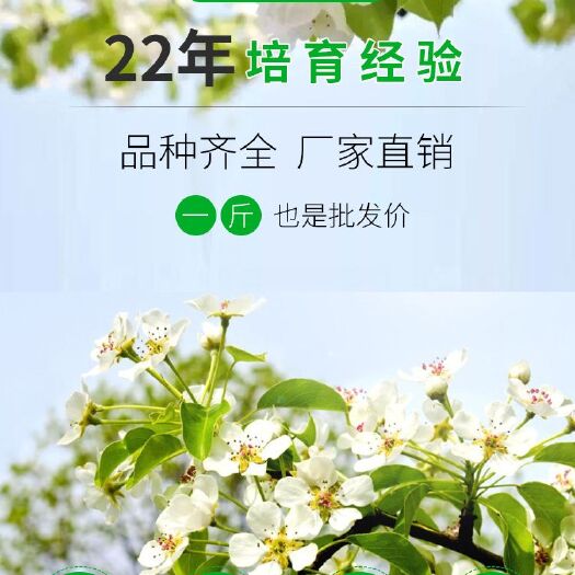 平陆县樱桃花粉
