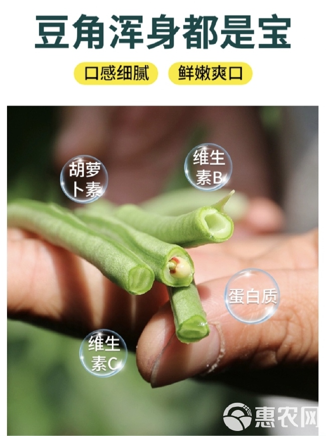 江西早优翠豇豆种子 豆角种子 荚翠绿有光泽 现货直发400克