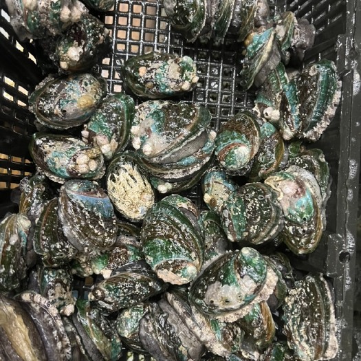 广州鲍鱼批发  规格价格私聊   只为走量诚信第一