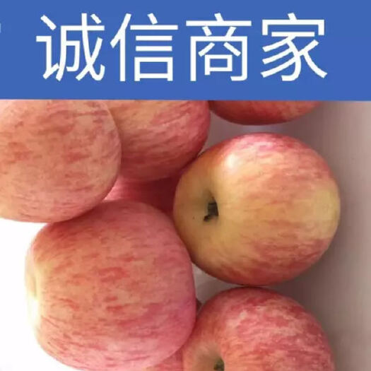 莒县山东苹果 条纹果 片红果 冷库红富士苹果 产地直供 一手货源