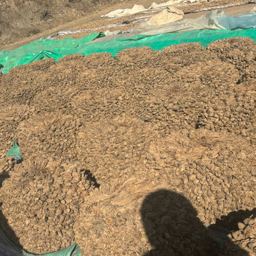 互助县出售自家地头干货当归，头，尾都有。