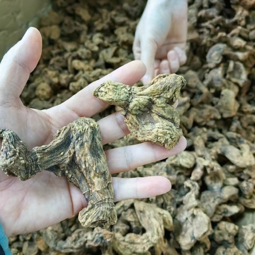 林芝西藏黄精 西藏产地直发 质量保证 一手货源